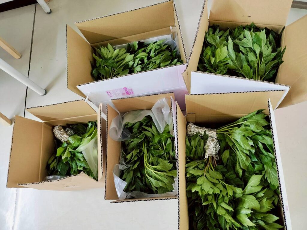 お世話になっている皆さんへ、利島の春のおすそ分け