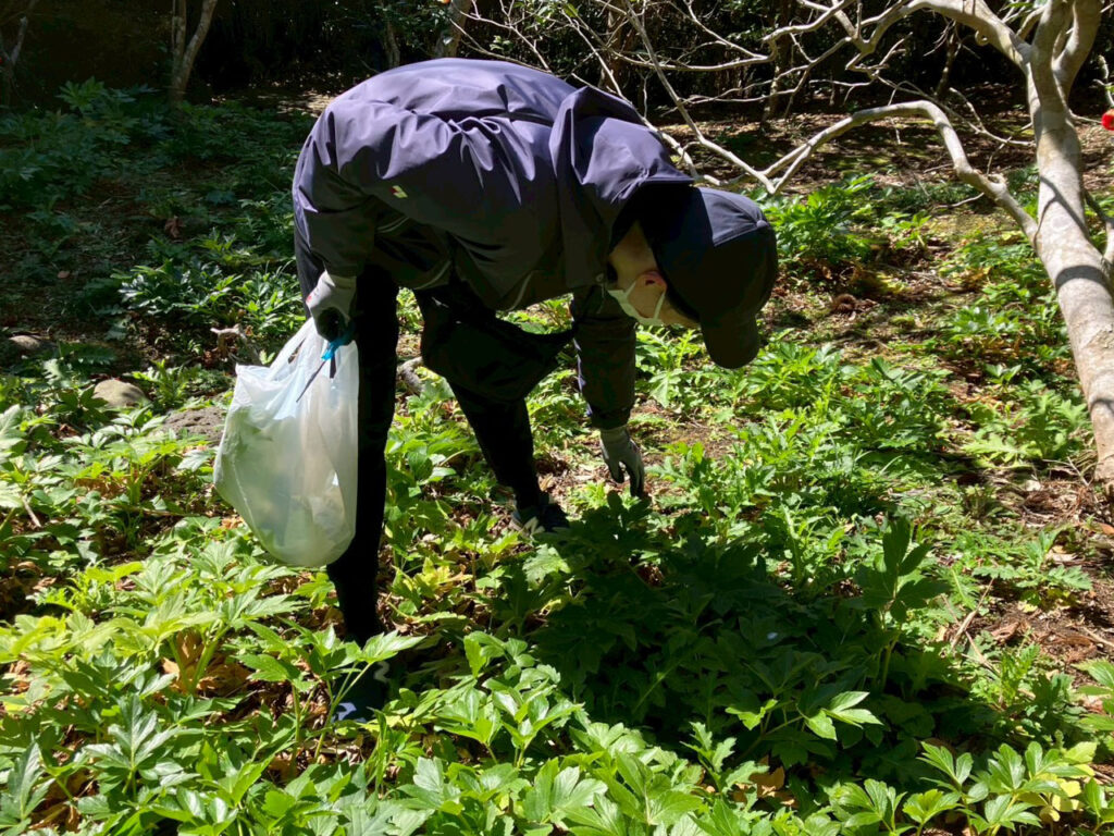 美味しそうなアシタバを狙いました